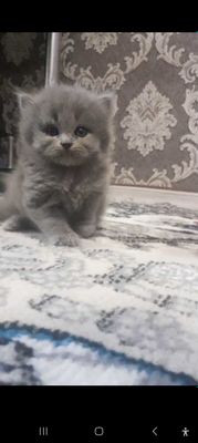 Skotish strayt qiz mushukcha