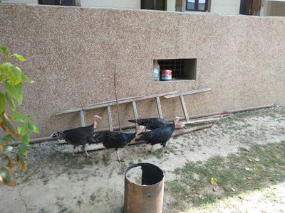 Kurkalar sotiladi