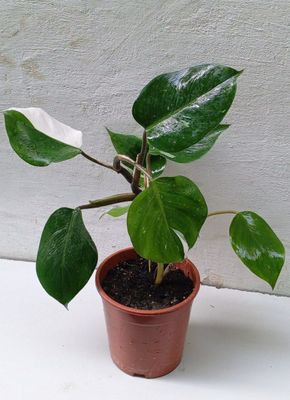 Филодендрон Белый Рыцарь (Philodendron White Knight).Экзотический сорт