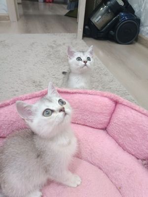 Продаются британские котятки