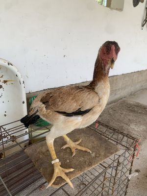 Toza turk makyon sotiladi