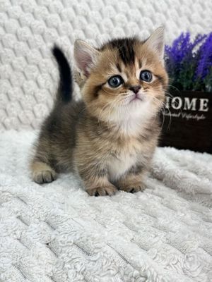 Продается котенок манчкин