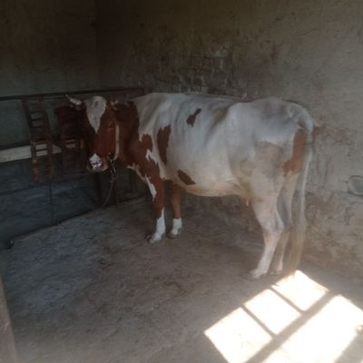 Кисир Сигир сотилади
