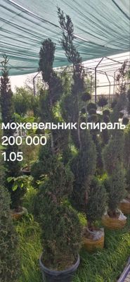 Можевельник, хар хил дарахт сотилвотти