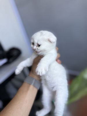 Scottish Fold & Scottish Straight