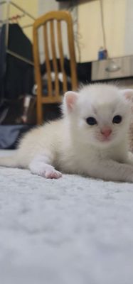 котенок шиншилла