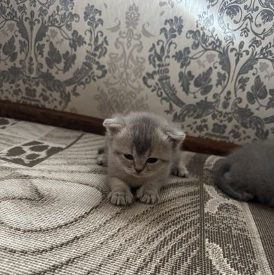 Продается , чистокровный Британский скотиш фолд