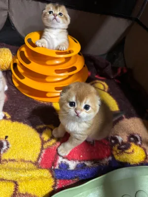 Продаются котята Шотландской породы!