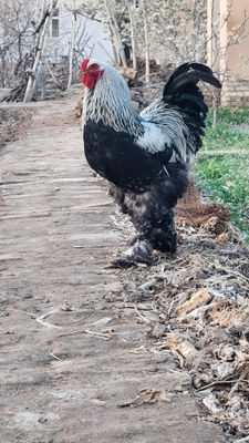 Brama tuxumlari sotiladi.