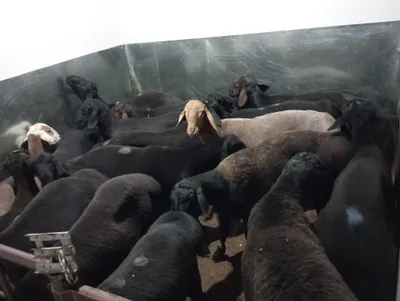 Қассоб - QASSOB - Мясник хизмати