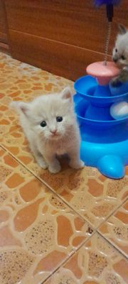 Котята мальчик и девочка