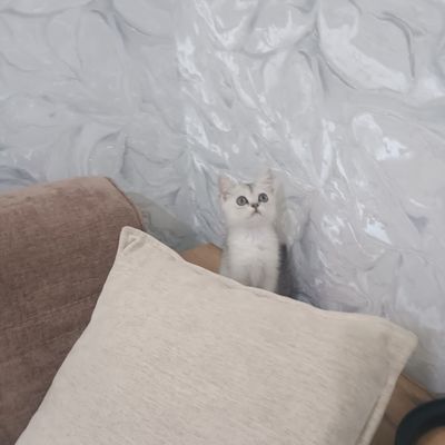 Продаются британские котята мальчики и девочки