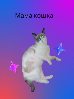 Продаются котята  породы Турецкий Ван