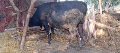 Buqa sotiladi narhi kelishilgan holda kilosi 400+.