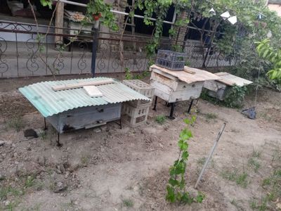 Asal ari oilasi sotiladi asali bilan.продам пчел с Медем.