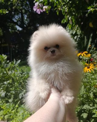 Померанский шпиц