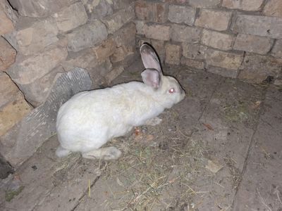Quyon sotiladi soglom urĝochi