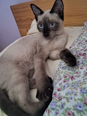 Продаётся Сиамский котик