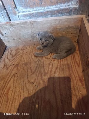 Mushuk Scottish Fold