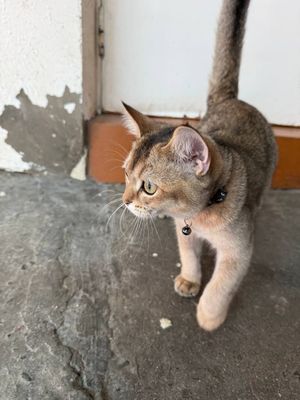 Kafolatiga mushuni uzi