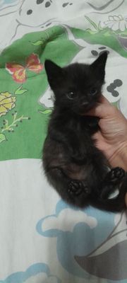 Чёрный котёнок мальчик