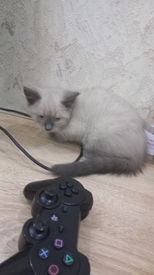 Кошка скотиш страйт и сиамски