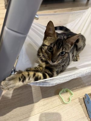 Бенгальский котенок (5 месяцев)