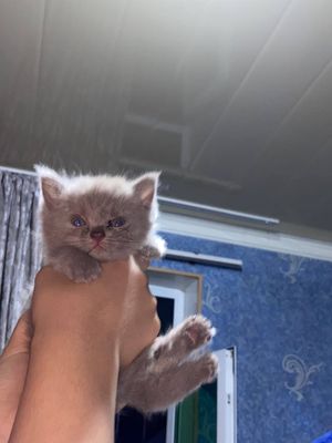 Продается чистый скотиш страйт