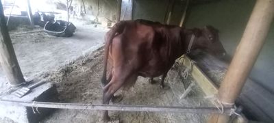sutli sigir bolasi bilan