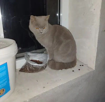 Tozazot mushuk narxini 500 000 min hilos