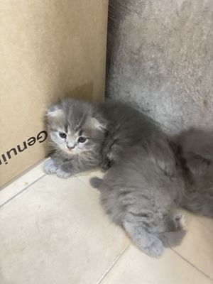 Скотш фолд сотилади огил киз 1.5 ойлик