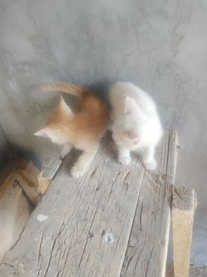 zotlik mushuklar