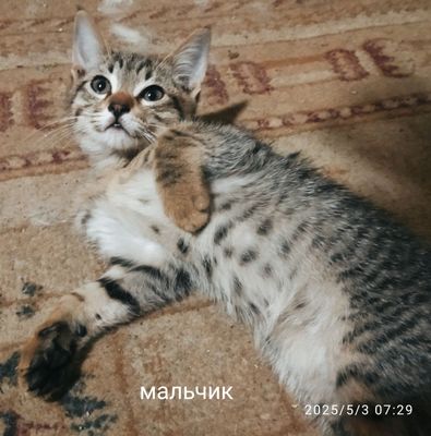 Отдаю в добрые руки