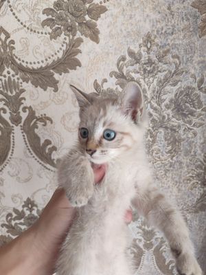 сиамский мушук сотилади