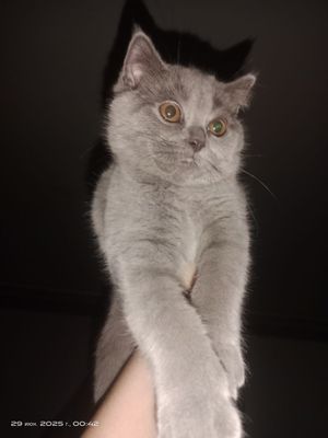Шотландская короткошёрстная кошечка