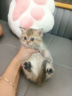 Продаются котята британские шиншиллы