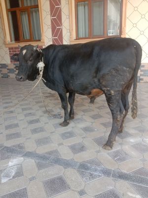 Katta buqa sotiladi