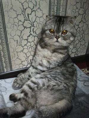 Продаётся породистый кот.