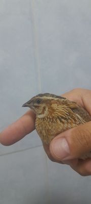 Бедана алплари кеган