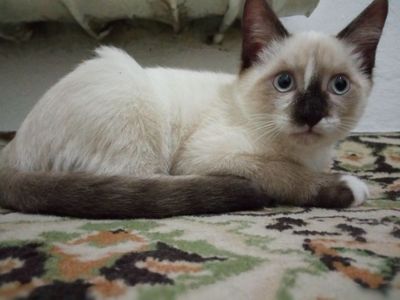 Mushuk bolasi zoti siam