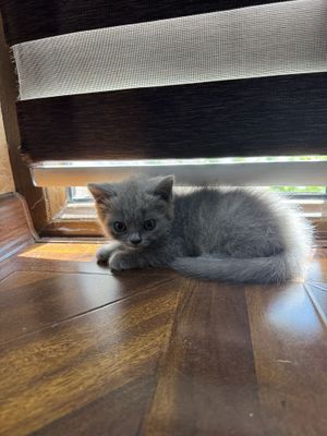 Кошки пародисты Скоттиш страйт