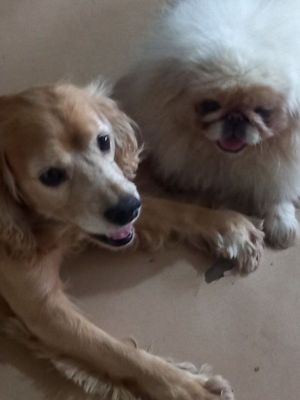 Cобаки