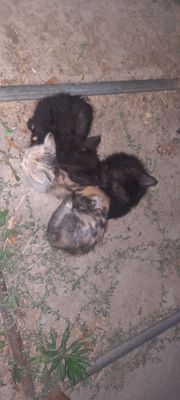 Котята бесплатно