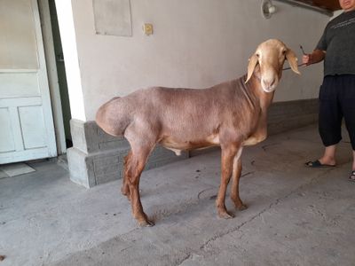 Arashan qochqor sotiladi