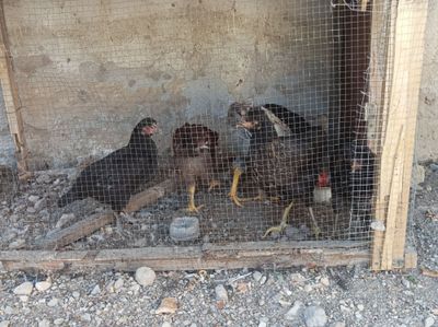 "Zotdor aralash jo‘jalar sotiladi" "Zotdor aralash