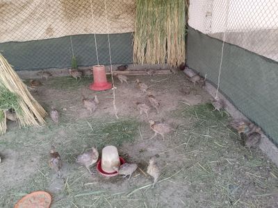 Kavkaz fazanlar sotiladi