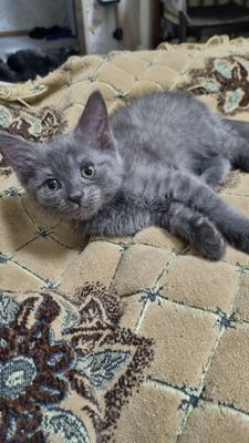 Продаются котятки