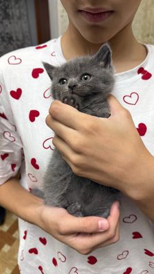 Котята на продажу, Скотиш Фолд-Страйт