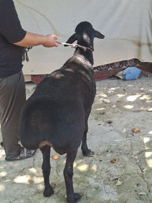 Qoʻy Sotiladi 50 kg goʻsht qiladi