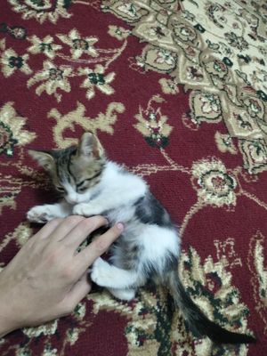 Котёнок 1,5 месяца